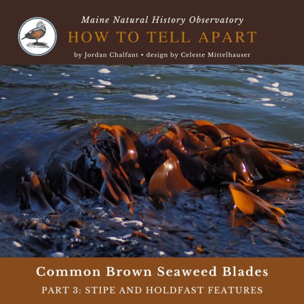 seaweed identification infographic guide to the stipes and holdfasts of common brown seaweeds in maine