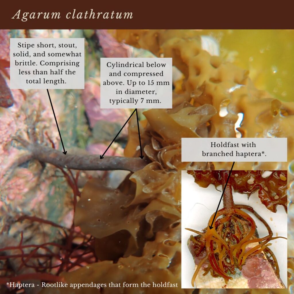 seaweed identification infographic guide to agarum clathratum