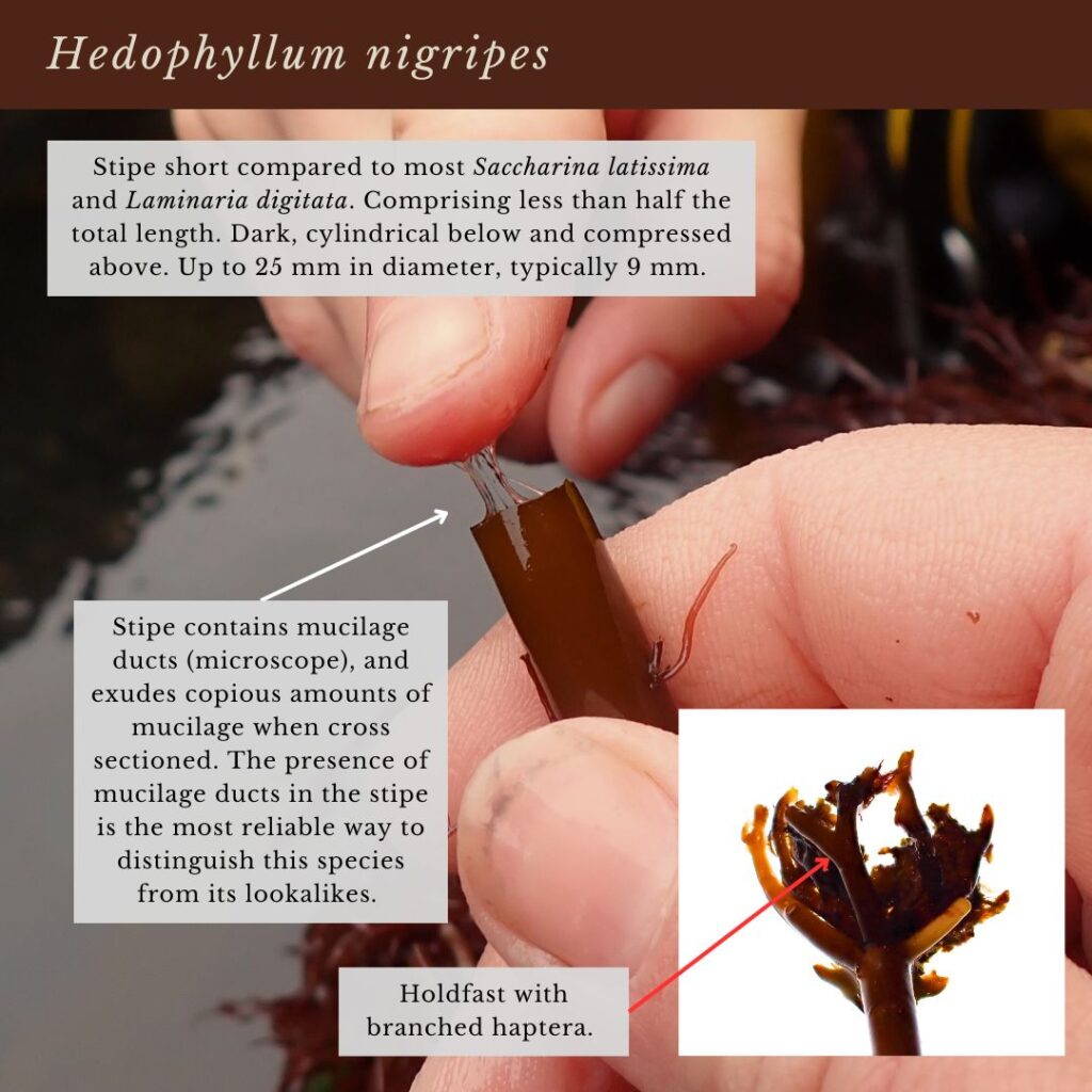 seaweed identification infographic guide to Hedophyllum nigripes