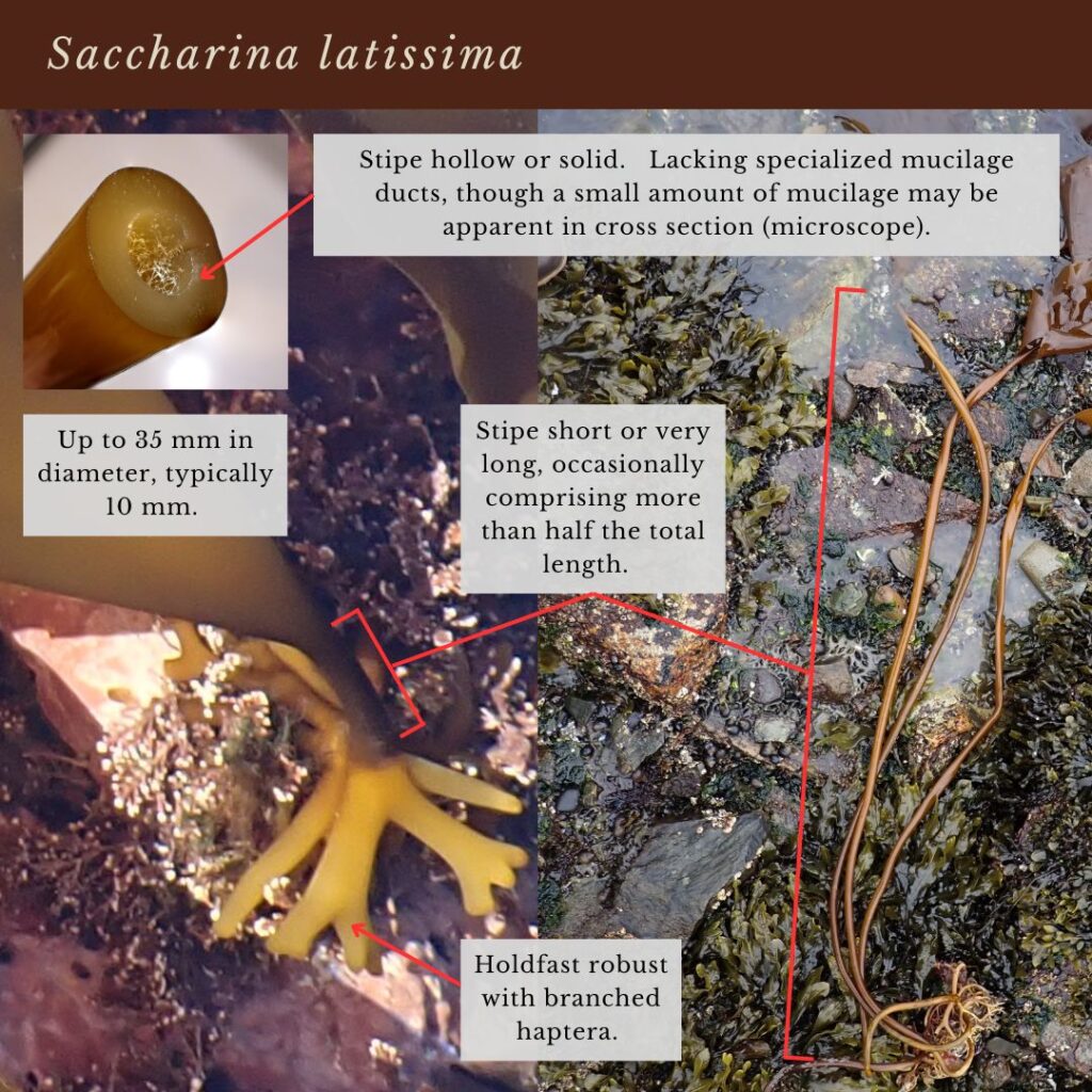seaweed identification infographic guide to kelp species Saccharina latissima