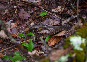 Afield with Maine’s Nightjars: an Update from the Maine Nightjar Monitoring Project