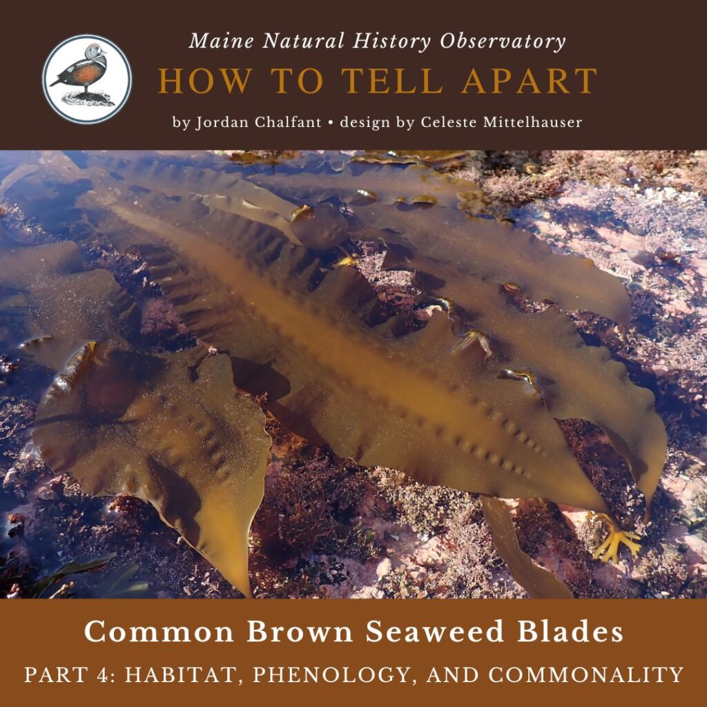 Common Brown Seaweed Blades: Part 4