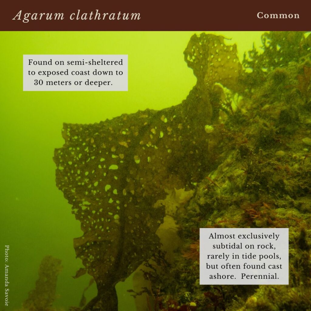 seaweed identification infographic to kelp species Agarum clathratum in Maine