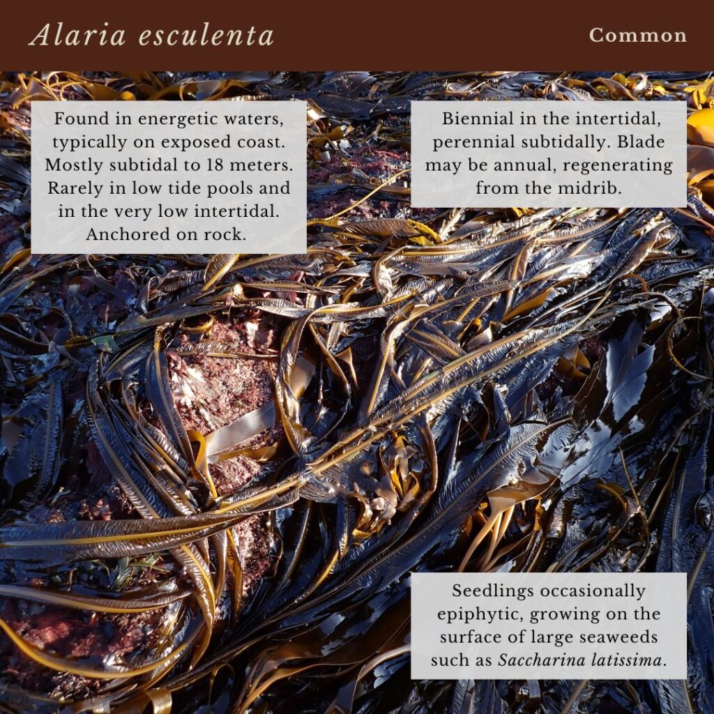 seaweed identification infographic to Alaria esculenta in Maine