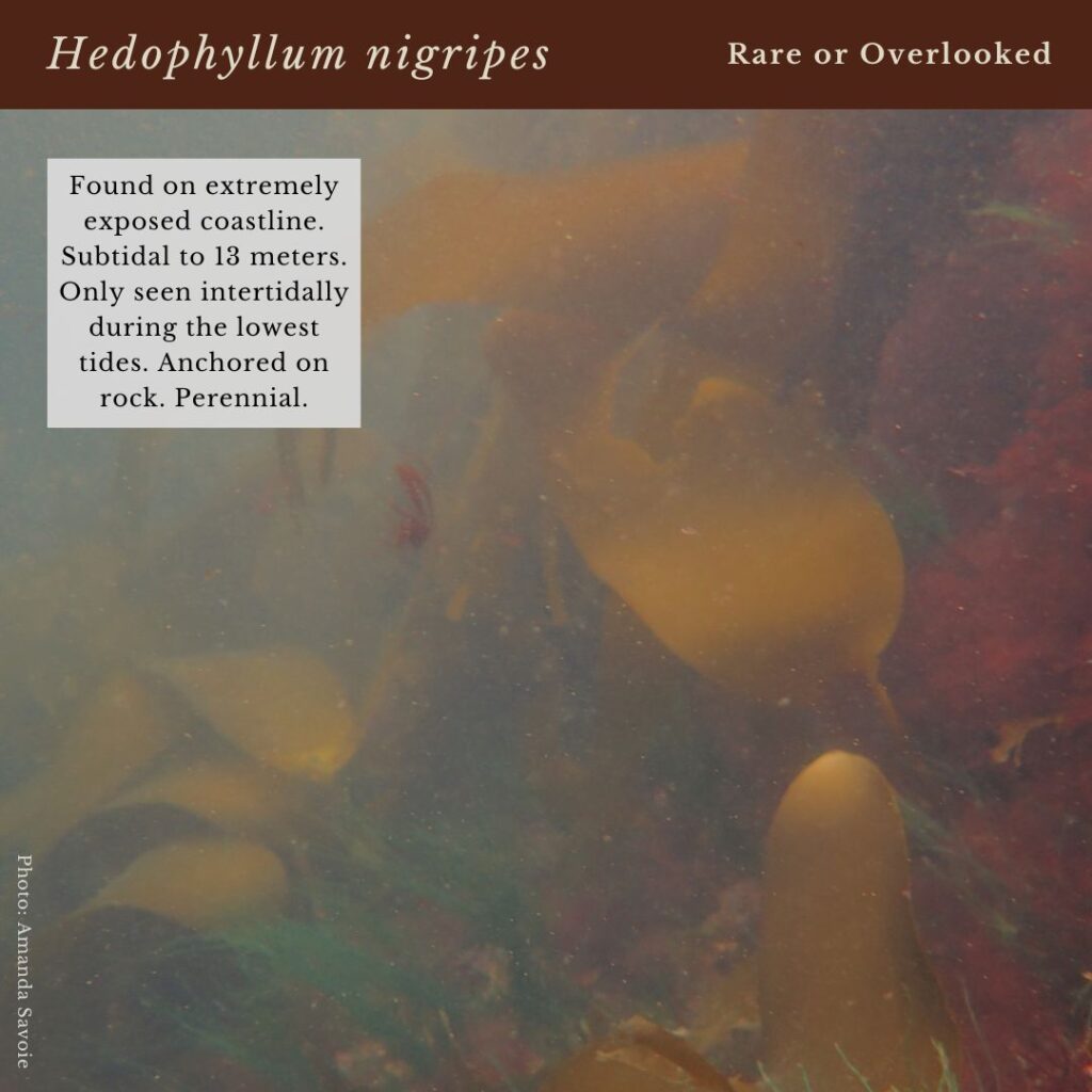 seaweed identification infographic for kelp species Hedophyllum nigripes in Maine