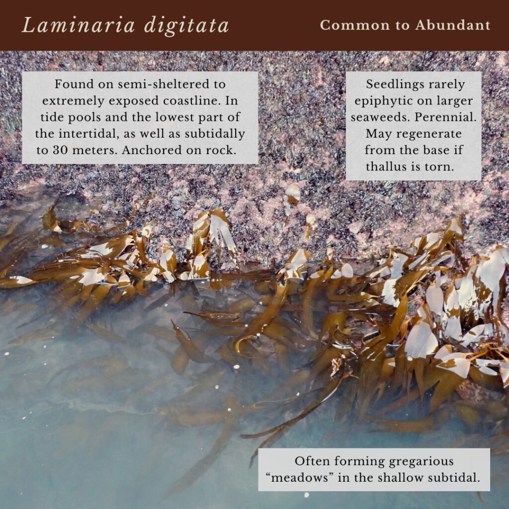 seaweed identification infographic for kelp species Laminaria digitata in Maine