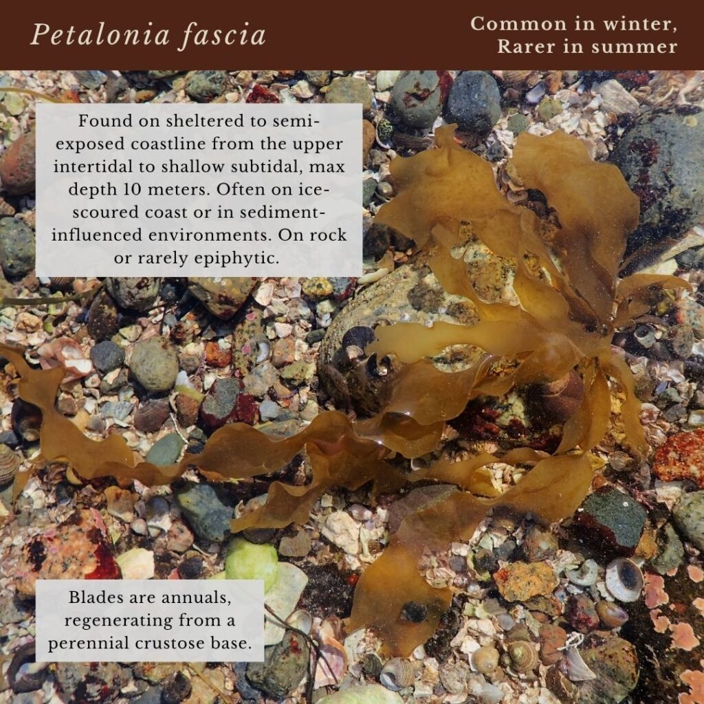 seaweed identification infographic for Ptealonia fascia in Maine