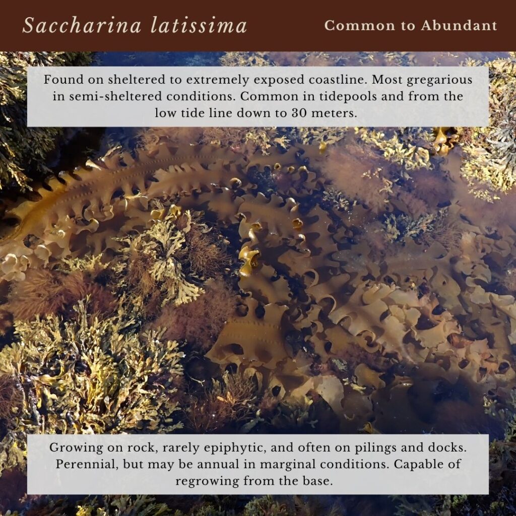 seaweed identification infographic guide to kelp species, Saccharina latissima