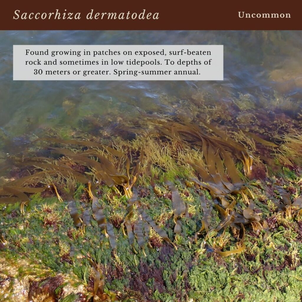 seaweed identification infographic for Saccorhiza dermatodea