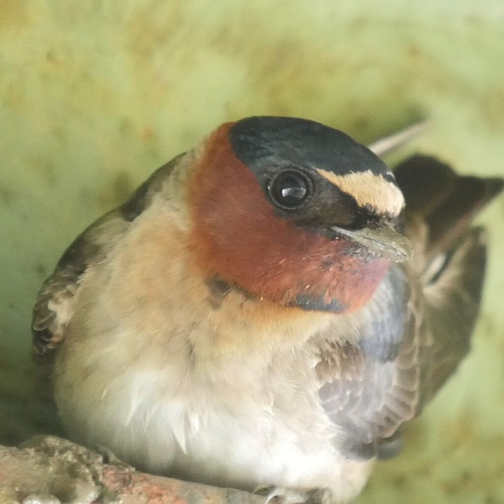 8/17/25: Cliff Swallows