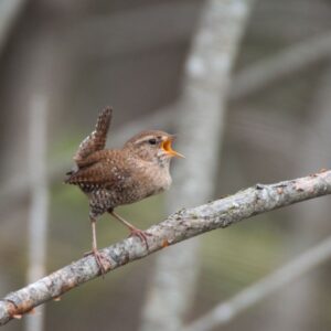 8/24/25: A Hunt for the Winter Wren