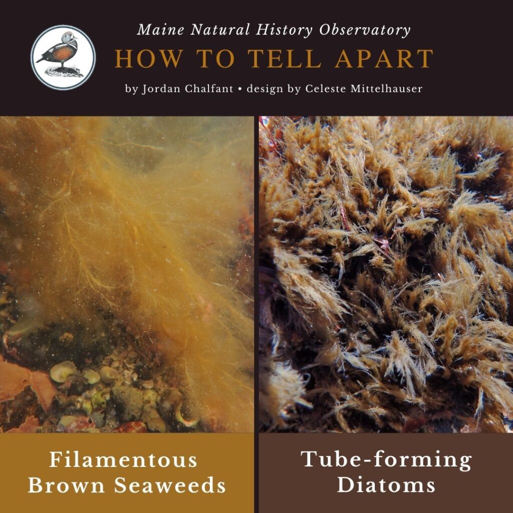 Filamentous Brown Seaweeds vs. Tube-forming Diatoms