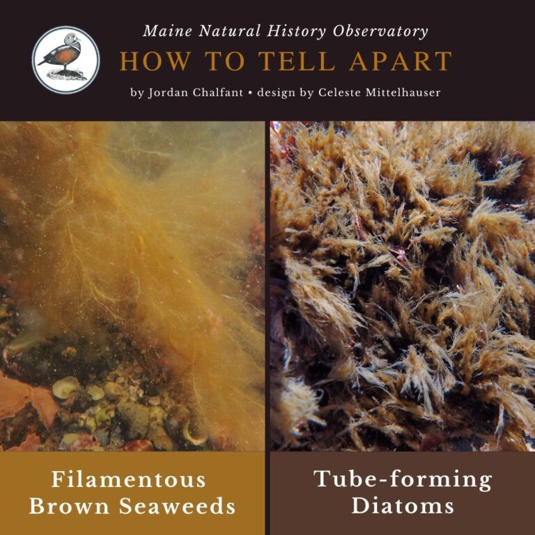 seaweed identification infographic for filamentous brown seaweeds and tube-forming diatoms in Maine