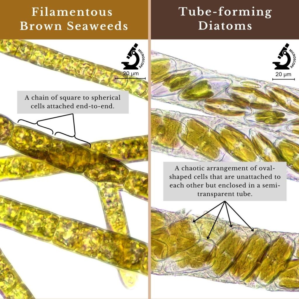 seaweed identification infographic comparing cells of filamentous brown seaweeds and tube-forming diatoms