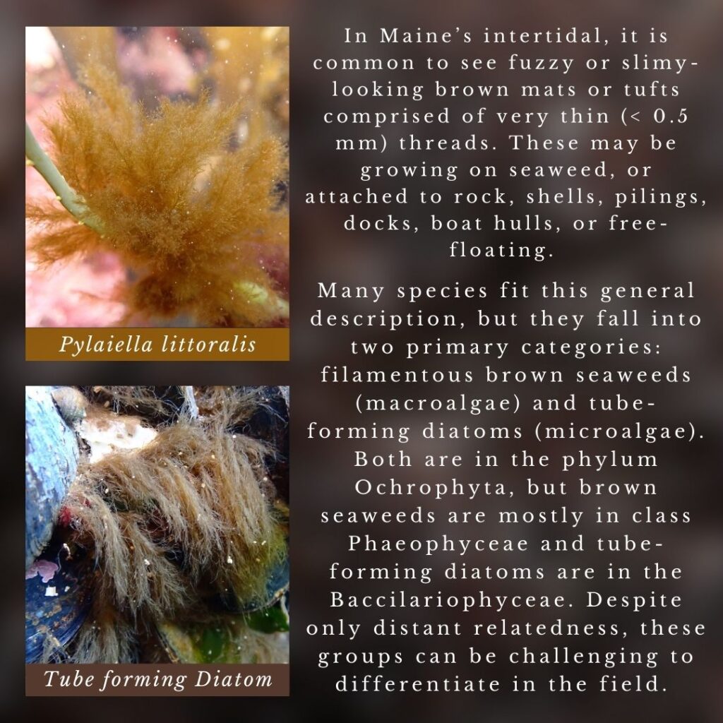 seaweed identification infographic for filamentous brown seaweeds and tube-forming diatoms