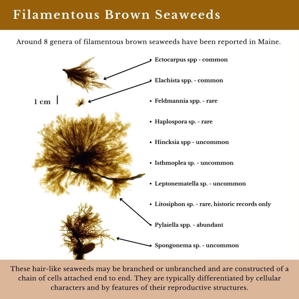 seaweed identification infographic for filamentous brown seaweeds in Maine