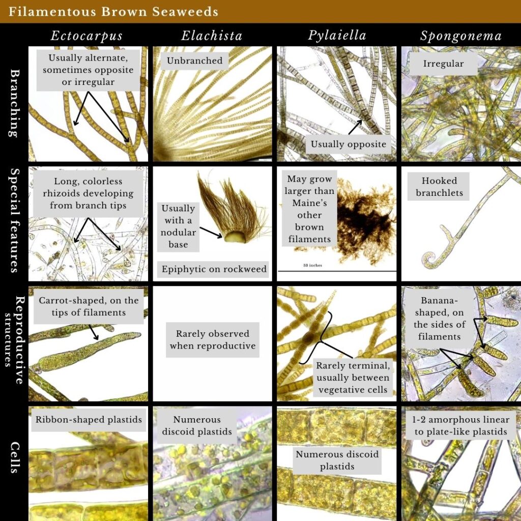 Seaweed identification infographic for filamentous brown seaweed genera: Ectocarpus, Elachista, Pylaiella, and Spongonema.