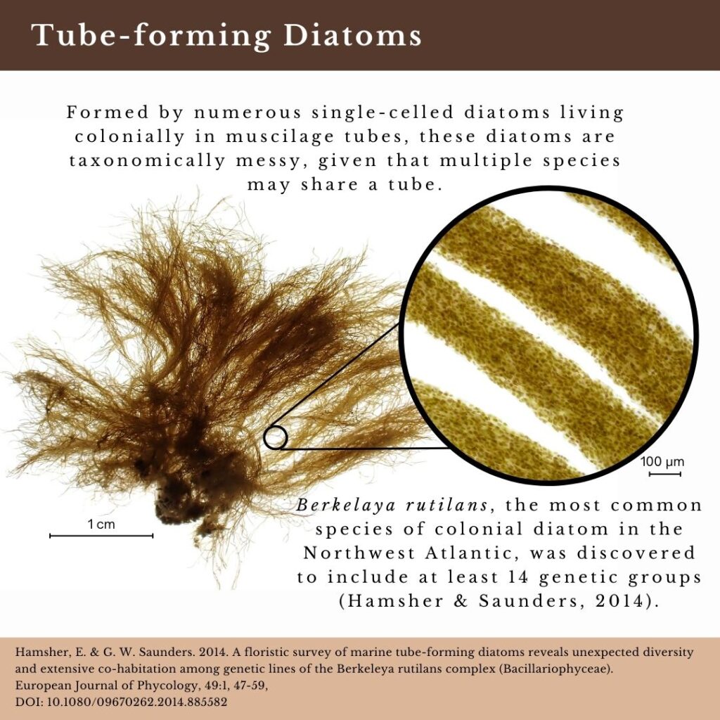 identification infographic for marine tube-forming diatoms