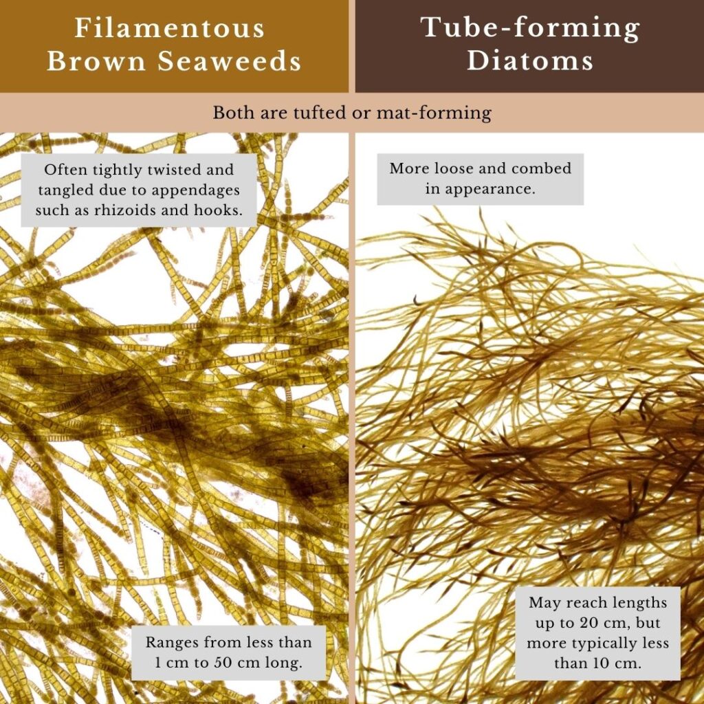 seaweed identification infographic for filamentous brown seaweeds and tube-forming diatoms