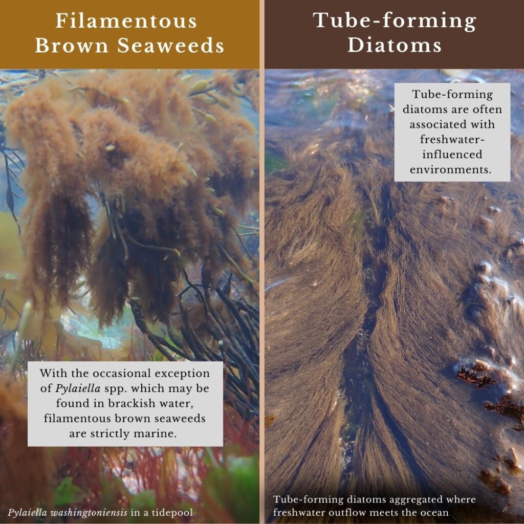 seaweed identification infographic for filamentous brown seaweeds and tube-forming diatoms habitats
