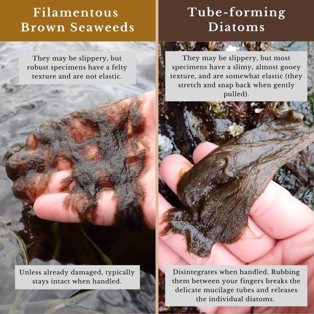 Identification infographic for filamentous brown seaweeds and tube-forming diatoms