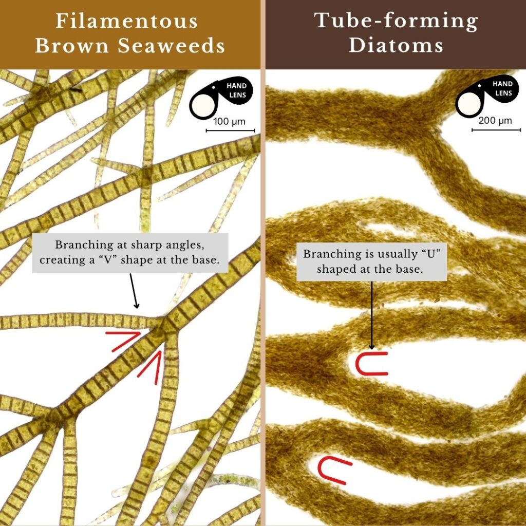 seaweed identification infographic for filamentous brown seaweeds and tube-forming diatoms branching patterns