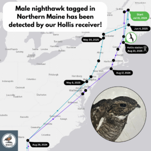 Male Nighthawk tagged in Northern Maine has been detected by our Hollis receiver!