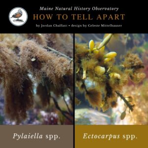 Pylaiella spp. vs. Ectocarpus spp.