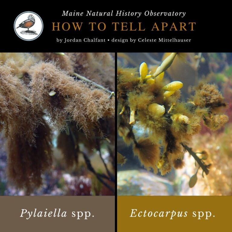 seaweed identification infographic guide for Pylaiella spp. and Ectocarpus spp. in Maine