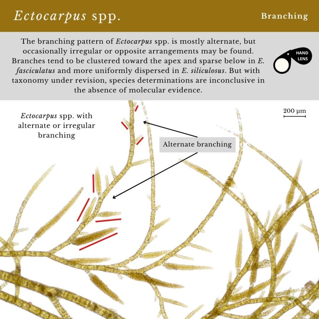 Seaweed identification infographic for branching of Ectocarpus spp.