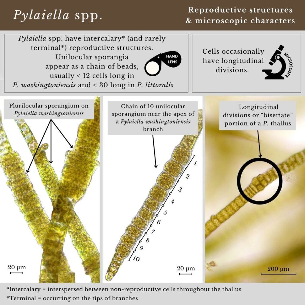 seaweed identification infographic for Pylaiella spp.