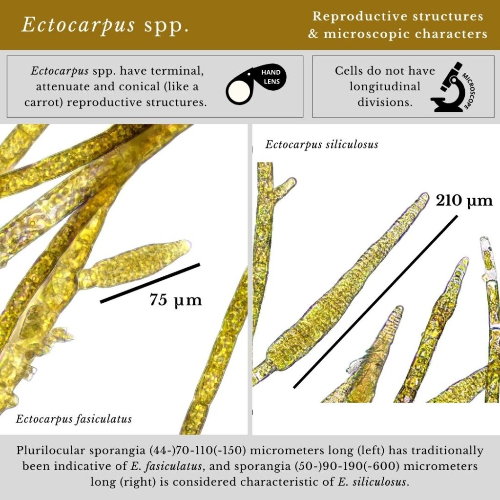 seaweed identification infographic guide to Ectocarpus spp.