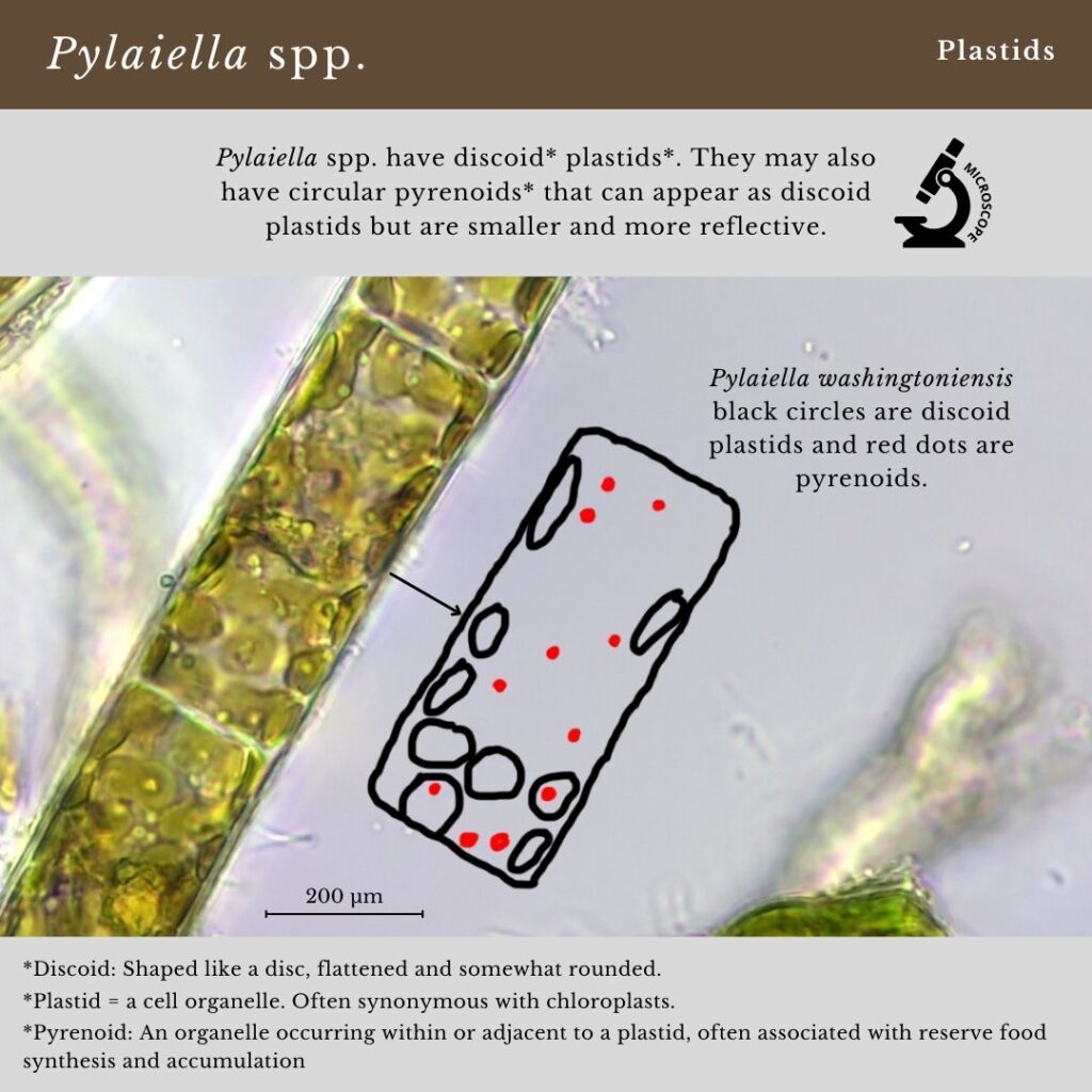 Seaweed identification infographic guide to Pylaiella spp. plastids