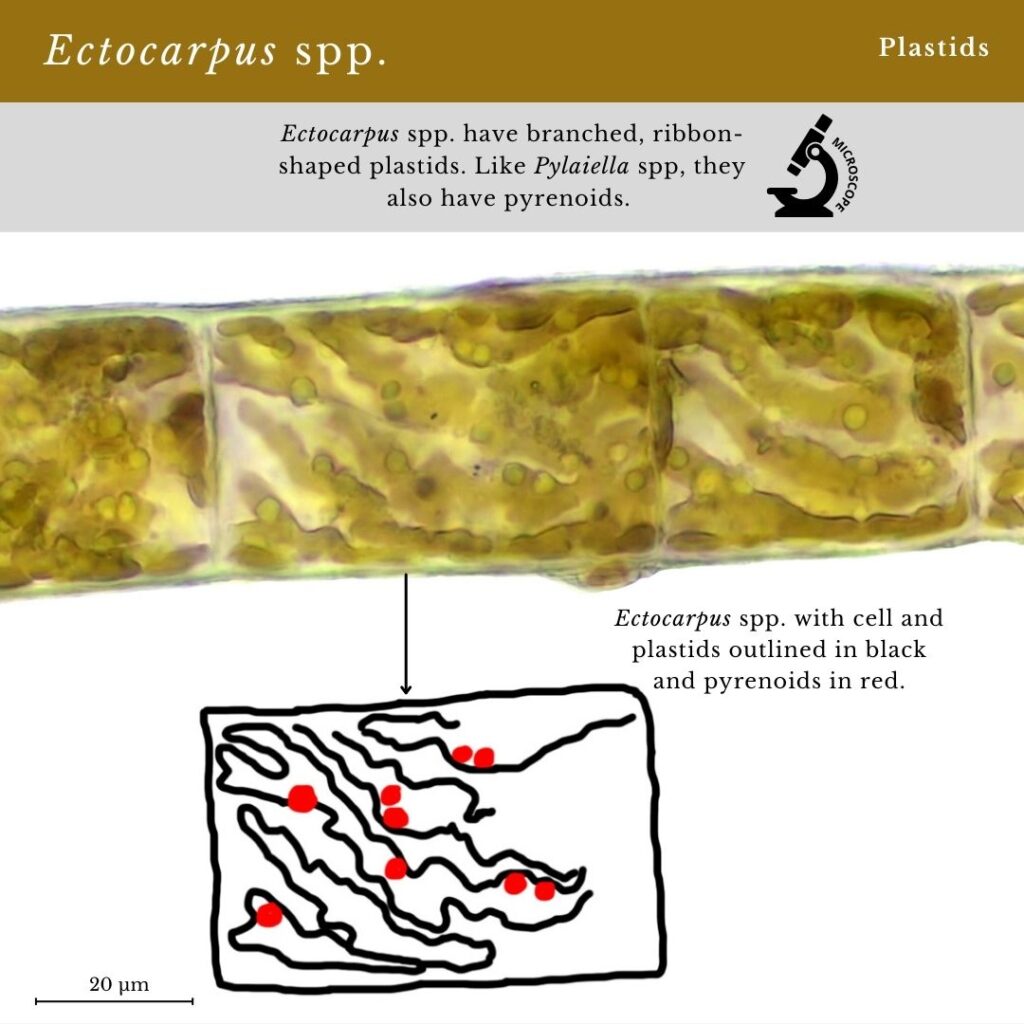 Seaweed identification infographic guide for Ectocarpus spp. plastids