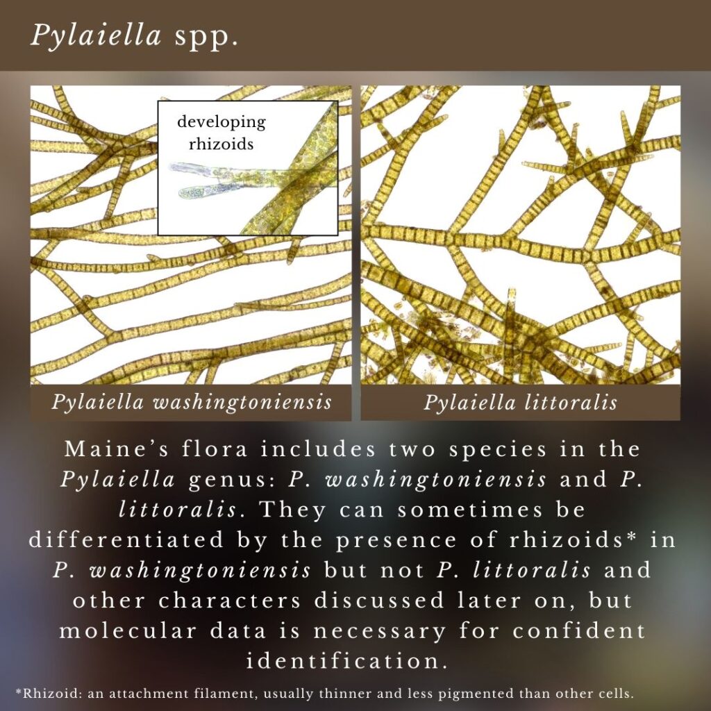 seaweed identification infographic about Pylaiella washingtoniensis and Pylaiella littoralis in Maine