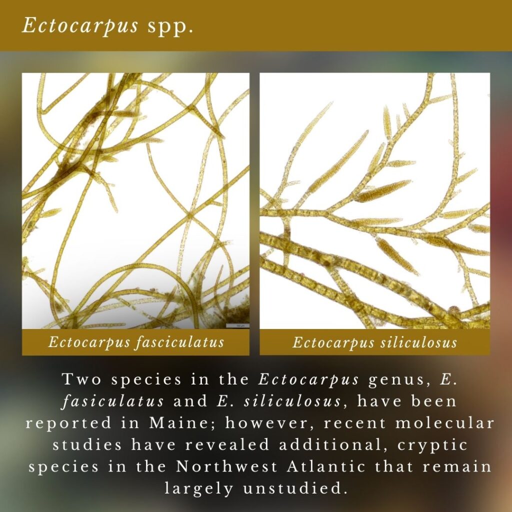 seaweed infographic about Ectocarpus fasciculatus and Ectocarpus siliculosus in Maine