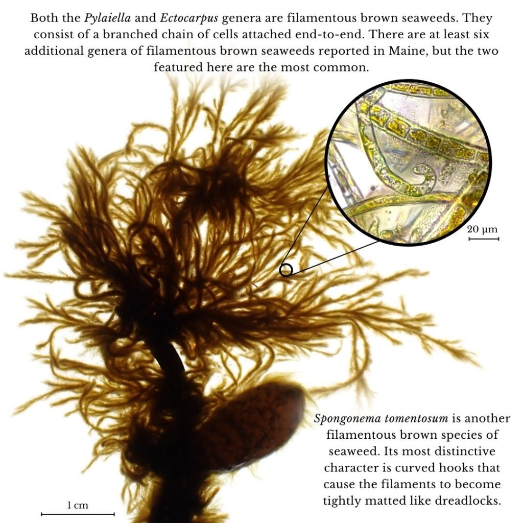 seaweed identification infographic guide about Spongonema tomentosum