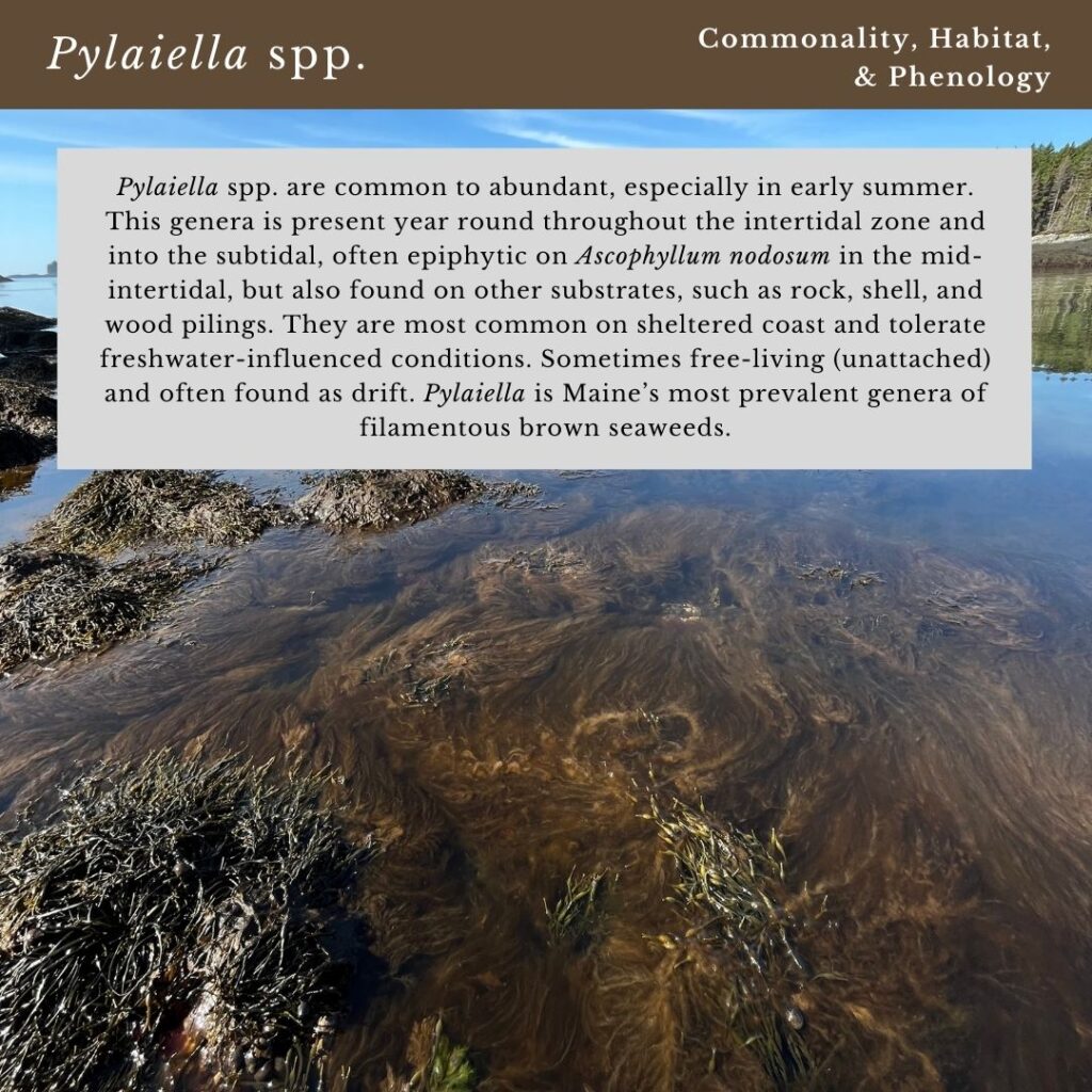 seaweed identification infographic for Pylaiella spp. habitat