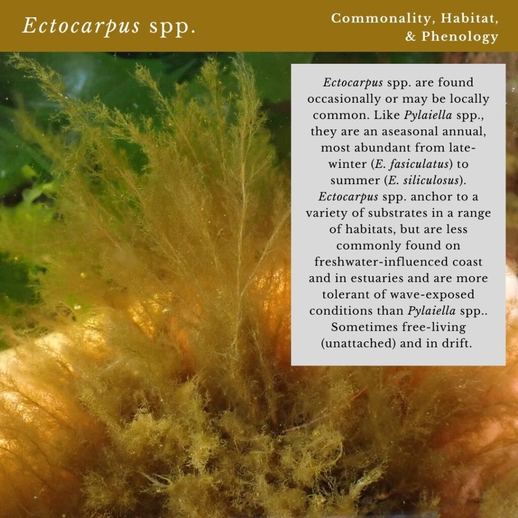 seaweed identification infographic for Ectocarpus spp. habitat