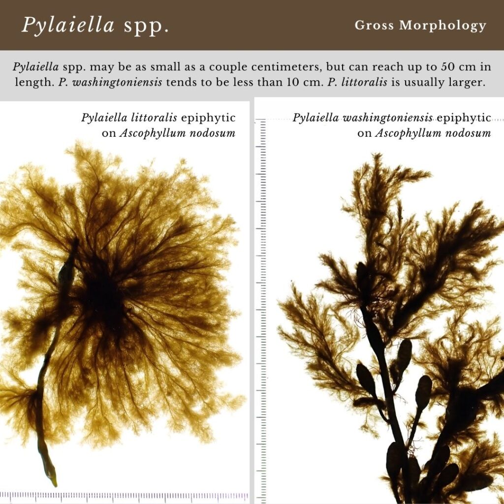 seaweed identification infographic for Pylaiella spp. size
