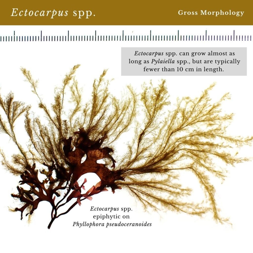 Seaweed identification infographic for Ectocarpus spp. size