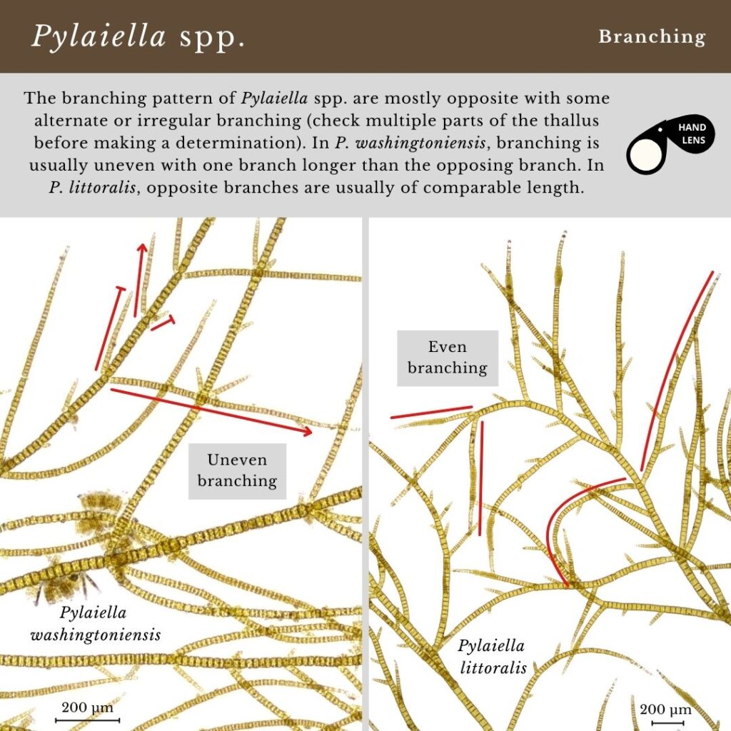 Seaweed identification infographic guide for branching in Pylaiella spp.