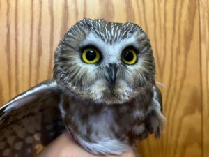 Owl banding at the Petit Manan Point station has begun!