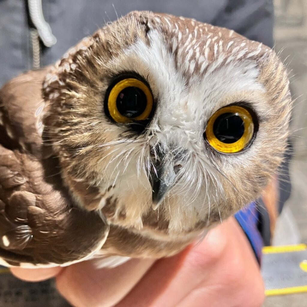Mid-season Update from the Petit Manan Point Owl Station