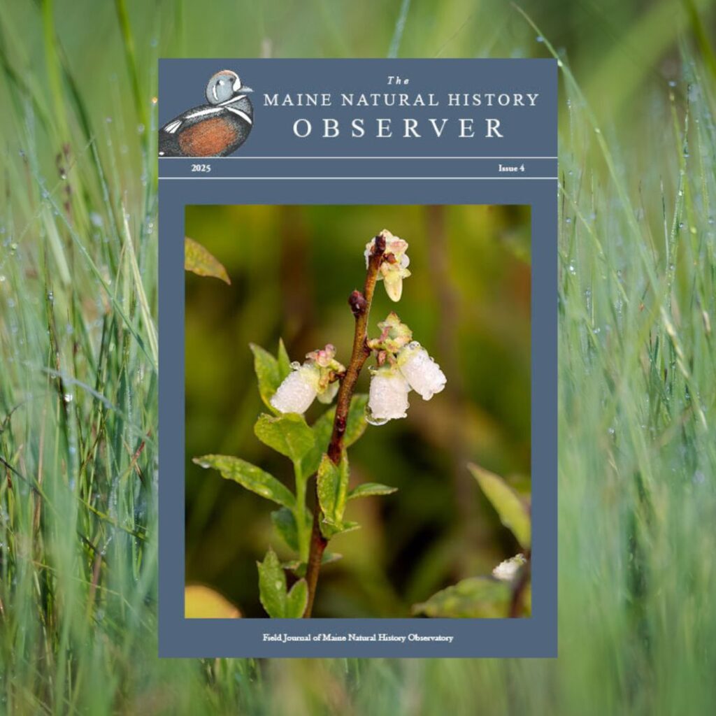 The Fall Issue of the Observer has been Published!