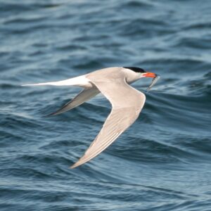 11/30/25: A Conversation with Coco and Tracey Faber, 2025, part 4