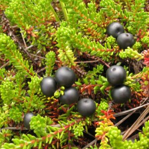 Crowberry plant