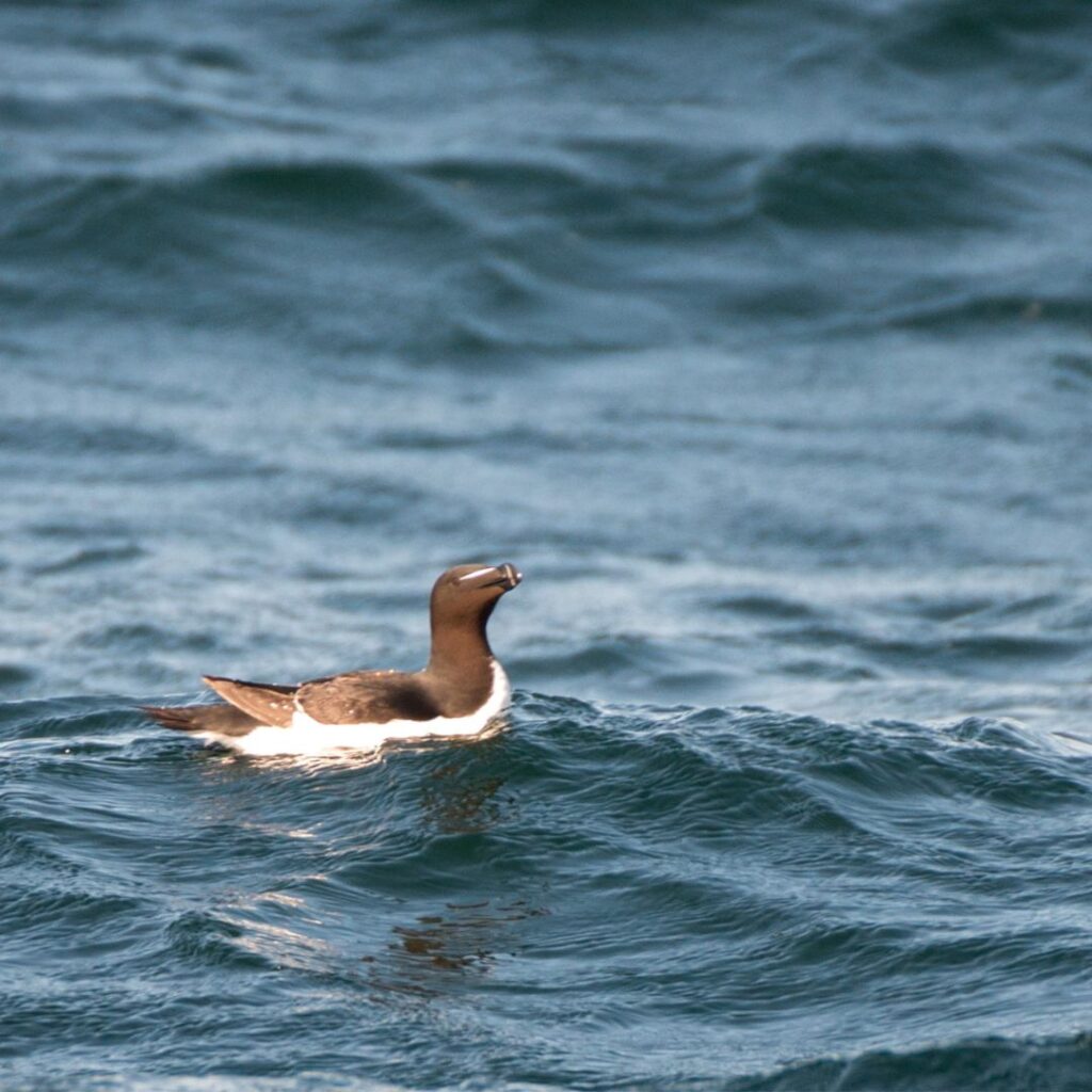 11/9/25: A Conversation with Coco and Tracey Faber, 2025, part 1