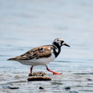 21/21/25: A Conversation with Seabird Researchers, 2025