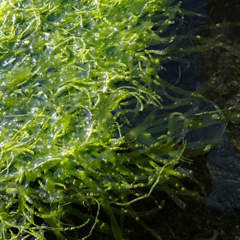 Ulva intestinalis